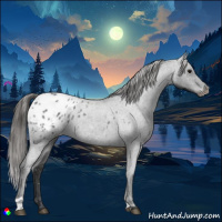 Horse Color:Blue Roan Appaloosa 