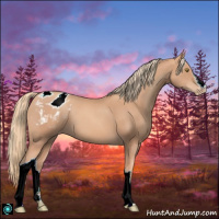 Horse Color:Gold Champagne Appaloosa 
