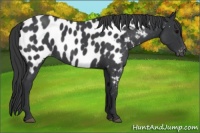 Horse Color:Blue Roan Near Leopard 
