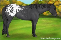 Horse Color:Blue Roan Appaloosa