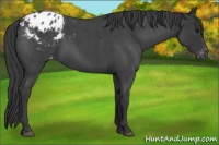 Horse Color:Blue Roan Appaloosa 