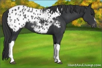 Horse Color:Black Appaloosa 
