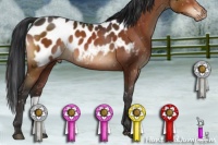 Horse Color:Brown Sabino Blanket