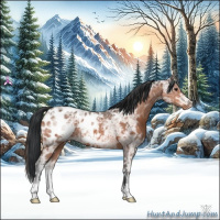 Horse Color:Bay Ice Appaloosa 