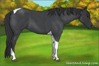 Horse Color:Blue Roan Tobiano 