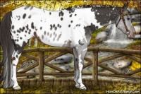 Horse Color:White Spotted Liver Chestnut Appaloosa 