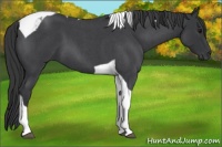 Horse Color:Blue Roan Tobiano 