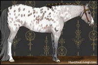 Horse Color:Bay Roan Appaloosa