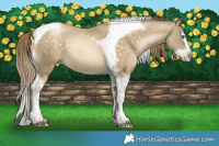 Horse Color:Buckskin Pearl Splash Tobiano