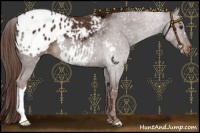 Horse Color:Liver Chestnut Appaloosa 