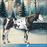 Horse Color:Painted Black Splash Tobiano and Painted Black Splash Tobiano