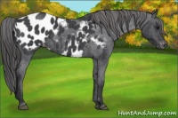 Horse Color:Blue Roan Appaloosa 