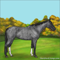 Horse Color:Blue Roan 