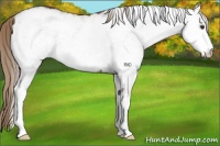 Horse Color:White Spotted Liver Chestnut 