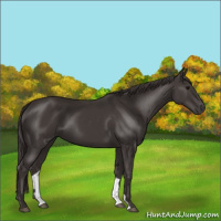 Horse Color:Smoky Black 