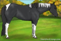 Horse Color:Black Tobiano 