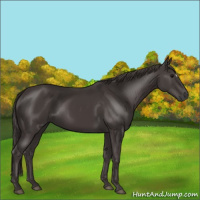 Horse Color:Smoky Black
