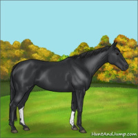 Horse Color:Black 