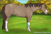 Horse Color:Classic Champagne 