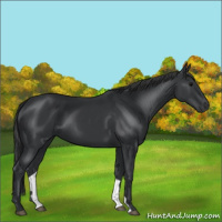 Horse Color:Black 