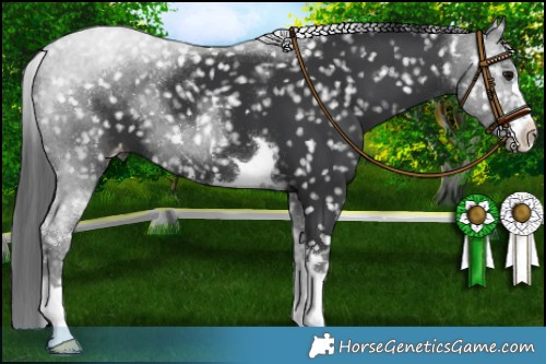 Horse Color:Black Snowflake Varnish 