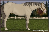 Horse Color:Classic Cream Champagne 