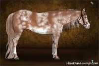 Horse Color:White Spotted Chestnut Sabino Frame 
