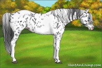 Horse Color:White Spotted Black Splash Tobiano Frame Appaloosa 