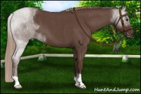 Horse Color:Liver Red Roan 