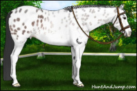 Horse Color:White Spotted Bay Roan Appaloosa