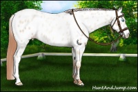 Horse Color:Buckskin Pearl Near Leopard