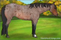 Horse Color:Bay Roan 
