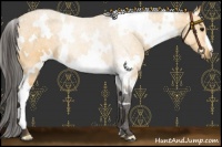 Horse Color:White Spotted Buckskin