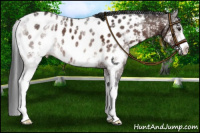 Horse Color:White Spotted Brown Appaloosa