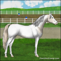 Horse Color:Smoky Creme Sabino  and Smoky Creme Sabino Appaloosa 