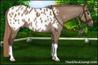 Horse Color:Liver Red Dun Appaloosa 