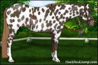 Horse Color:Liver Chestnut Near Leopard 