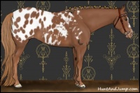 Horse Color:Chestnut Blanket 