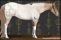 Horse Color:Liver Chestnut Pearl Appaloosa