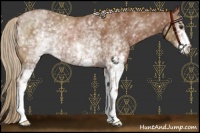 Horse Color:White Spotted Chestnut Rabicano