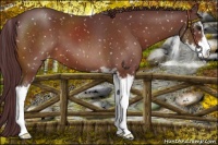 Horse Color:Chocolate Bay Sabino Appaloosa
