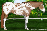 Horse Color:Chestnut Sabino Blanket