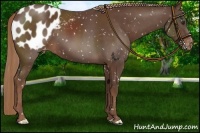Horse Color:Liver Chestnut Appaloosa