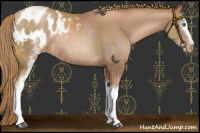 Horse Color:White Spotted Liver Chestnut Pearl Sabino Blanket Rabicano
