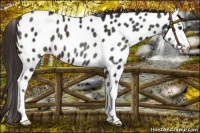 Horse Color:Liver Chestnut Near Leopard 