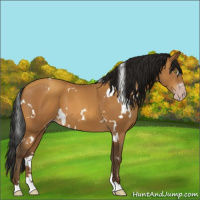 Horse Color:Gray White Spotted Amber Champagne 