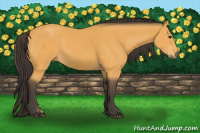 Horse Color:Buckskin 