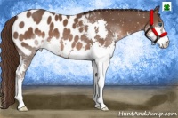 Horse Color:Liver Chestnut Splash Appaloosa