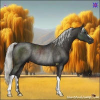 Horse Color:Liver Chestnut Rabicano