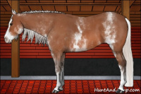 Horse Color:White Spotted Silver Bay Roan Splash 